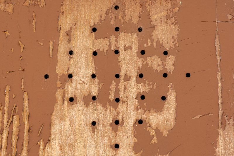 ERP vs diagnostic termites